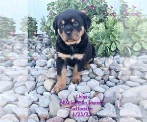 Rottweiler Puppy for sale in TOPEKA, IN, USA