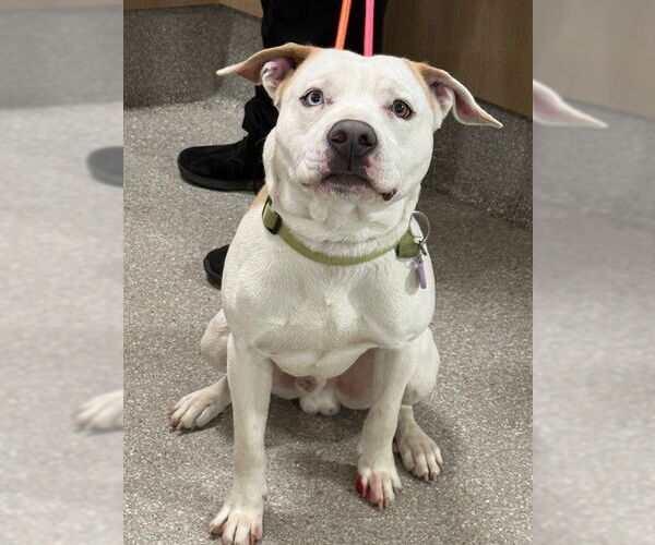 Medium Photo #1 Mutt Puppy For Sale in Louisville, KY, USA