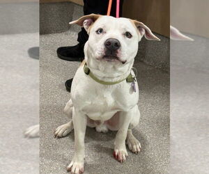 Mutt Dogs for adoption in Louisville, KY, USA