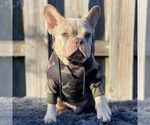 Small Photo #3 French Bulldog Puppy For Sale in COOPER CITY, FL, USA