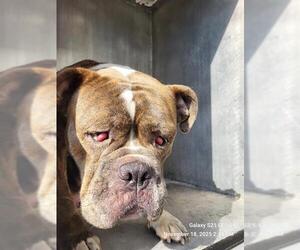 American Bulldog-Unknown Mix Dogs for adoption in San Antonio, TX, USA