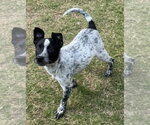 SOS - Male Mutt Dog for Adoption - Small photo