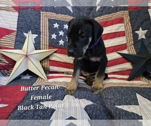 Great Dane Puppy for sale in HALIFAX, PA, USA