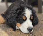 Small Photo #33 Bernese Mountain Dog Puppy For Sale in SALMON, ID, USA
