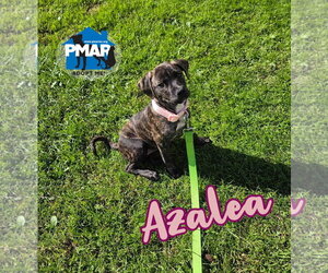 Mutt Dogs for adoption in Binghamton, NY, USA