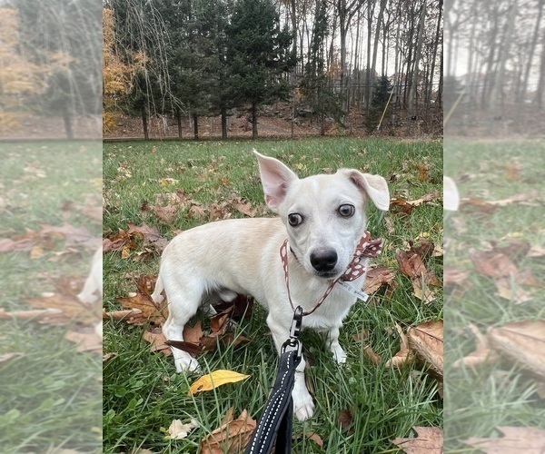 Medium Photo #5 Chihuahua Puppy For Sale in DURHAM, CT, USA