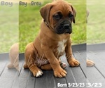 Small Photo #2 Boxer Puppy For Sale in WEST COLUMBIA, SC, USA