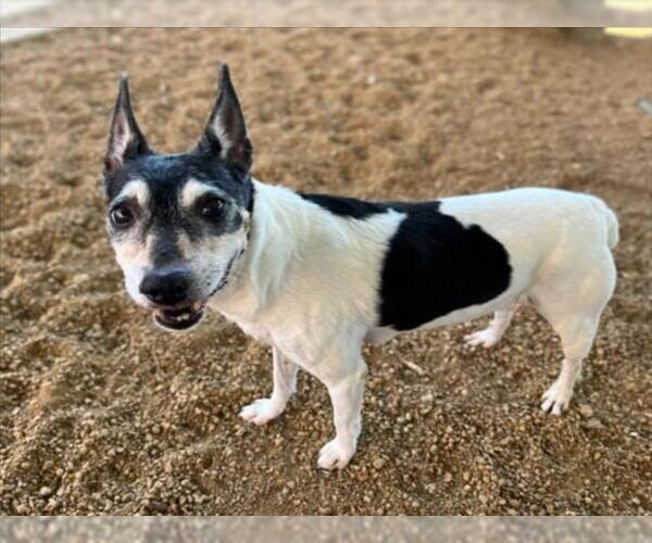Medium Photo #3 Mutt Puppy For Sale in Plano, TX, USA