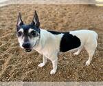 Small #2 Mutt
