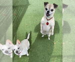 Small #5 Chihuahua Mix