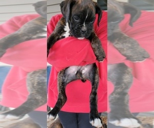 Boxer Puppy for sale in LAUREL, DE, USA