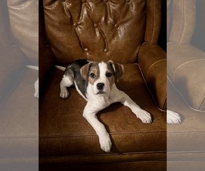 Mutt Dogs for adoption in Shelburne, VT, USA