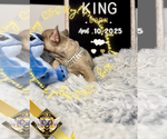 Small #3 French Bulldog