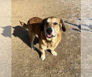 Felix - Male Mutt Dog for Adoption - Photo #7