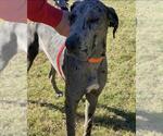 Small #3 Great Dane