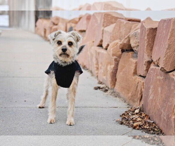 Medium Photo #5 Mutt Puppy For Sale in Sandy, UT, USA