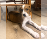 Norman - Male Labrador Retriever-Unknown Mix Dog for Adoption - Small photo