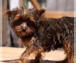 Small #1 Yorkshire Terrier