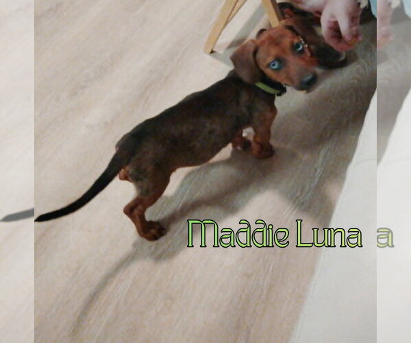 Medium Photo #5 Dachshund Puppy For Sale in San Antonio, TX, USA