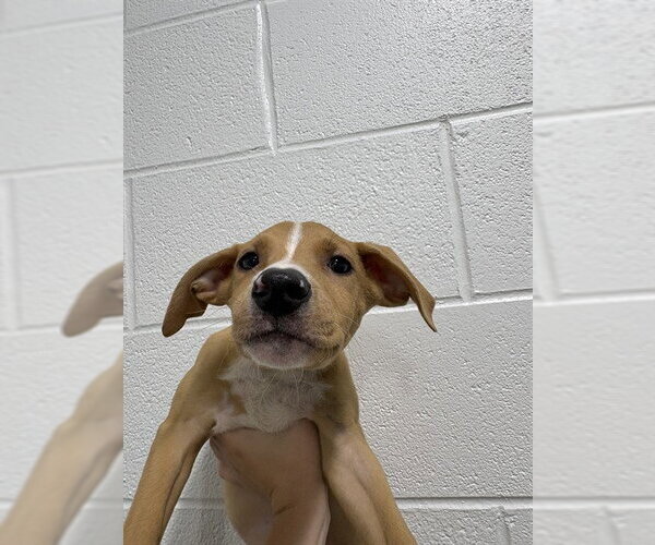 Medium Photo #1 Ibizan Hound-Unknown Mix Puppy For Sale in Temple, TX, USA