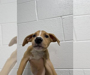 Ibizan Hound-Unknown Mix Dogs for adoption in Temple, TX, USA