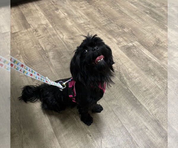 Medium Photo #3 Shih Tzu Puppy For Sale in Wheaton, IL, USA