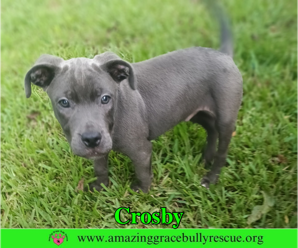 Medium Photo #2 American Pit Bull Terrier-Unknown Mix Puppy For Sale in Milton, FL, USA