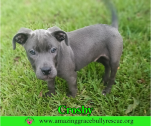 Crosby - Male American Pit Bull Terrier-Unknown Mix Dog for Adoption - Photo #2