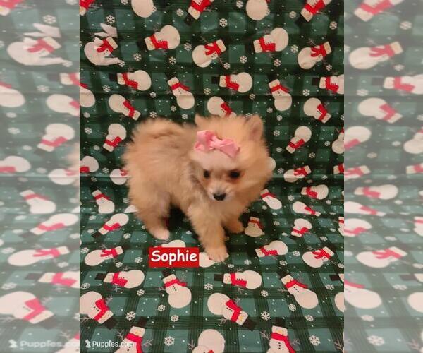 Medium Photo #2 Pomeranian Puppy For Sale in CLARKSVILLE, TN, USA