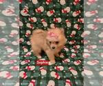 Small #1 Pomeranian
