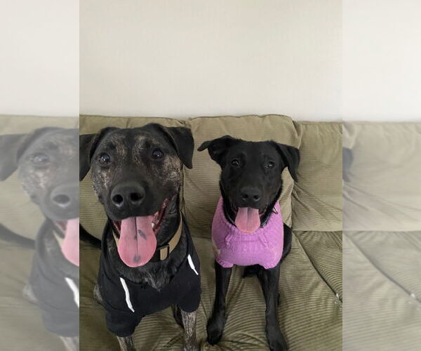 Medium Photo #2 Labrador Retriever-Unknown Mix Puppy For Sale in Evansville, IN, USA