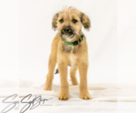 Small #1 Mutt