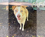 Small #6 Siberian Husky