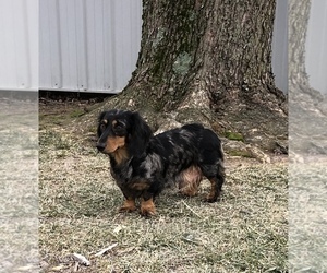 Mother of the Dachshund puppies born on 06/01/2025
