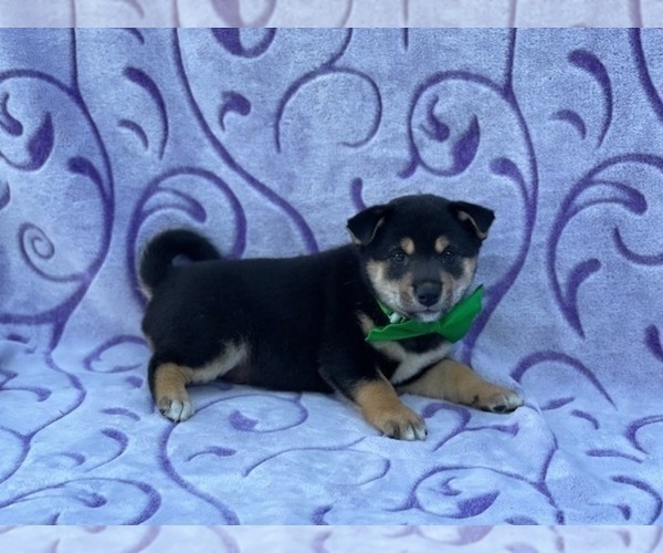 Medium Photo #1 Shiba Inu Puppy For Sale in LANCASTER, PA, USA