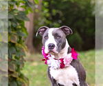 Small #1 Mutt