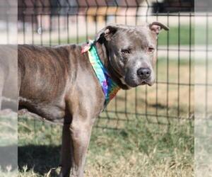 American Staffordshire Terrier-Unknown Mix Dogs for adoption in San Antonio, TX, USA