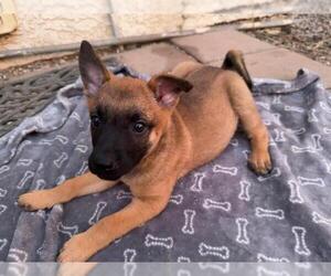 Mutt Dogs for adoption in Camarillo, CA, USA