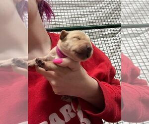 Mastiff-Unknown Mix Dogs for adoption in Calgary, Alberta, Canada