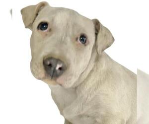 American Pit Bull Terrier-Unknown Mix Dogs for adoption in Visalia, CA, USA