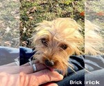 Small Photo #3 Yorkshire Terrier Puppy For Sale in CASSVILLE, MO, USA