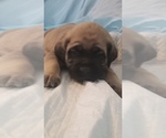 Small Photo #23 Mastiff Puppy For Sale in FULTON, NY, USA