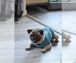 Small #1 Pug