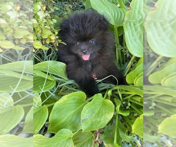 Medium Photo #5 Pomeranian Puppy For Sale in Chisinau, Chisinau Municipality, Moldova