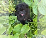 Small #4 Pomeranian