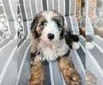 Puppy Maui Aussiedoodle-Bernedoodle Mix