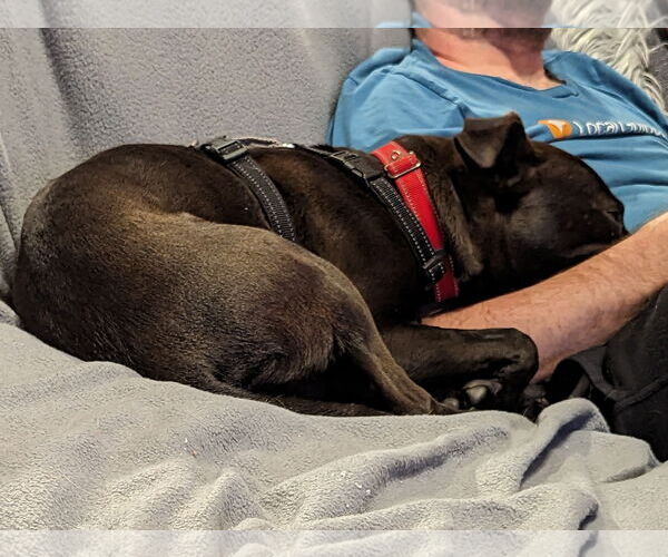 Medium Photo #18 Mutt Puppy For Sale in Holly Springs, NC, USA