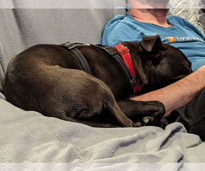 Buddy - Male Mutt Dog for Adoption - Photo #18