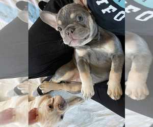 French Bulldog Puppy for sale in REDWOOD CITY, CA, USA