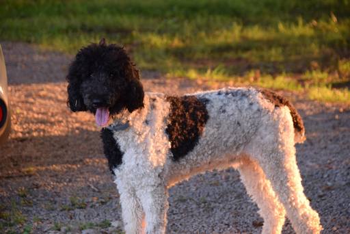Medium Photo #1 Pyredoodle Puppy For Sale in BERRY HILL, TN, USA
